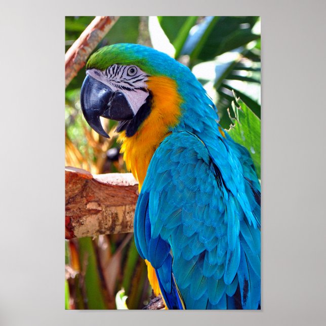 Poster Macaw Parrot Amarelo e azul (Frente)