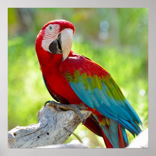 Poster Macaw sitting on branch (Frente)
