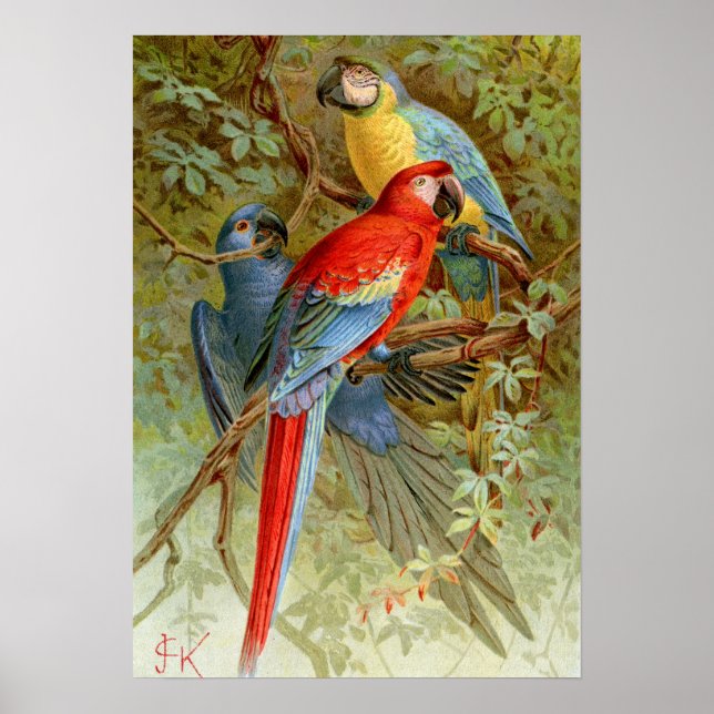 Poster Macaws (Frente)