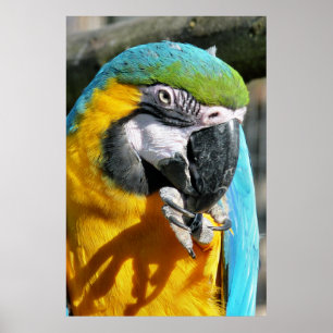 PÔSTER MACAWS