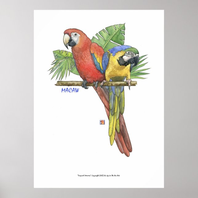 Poster Macaws Tropicais (Frente)