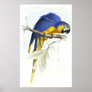 Pôster Maccaw azul e amarelo por Edward Lear