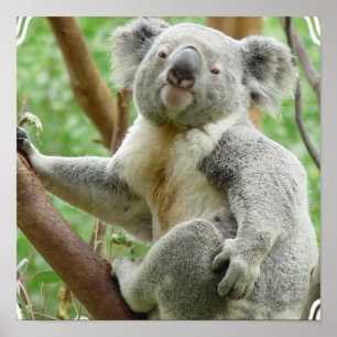 Poster macio do Koala