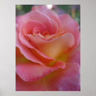 Poster macio do pêssego (1)