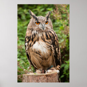 PÔSTER MACKINDER EAGLE OWL