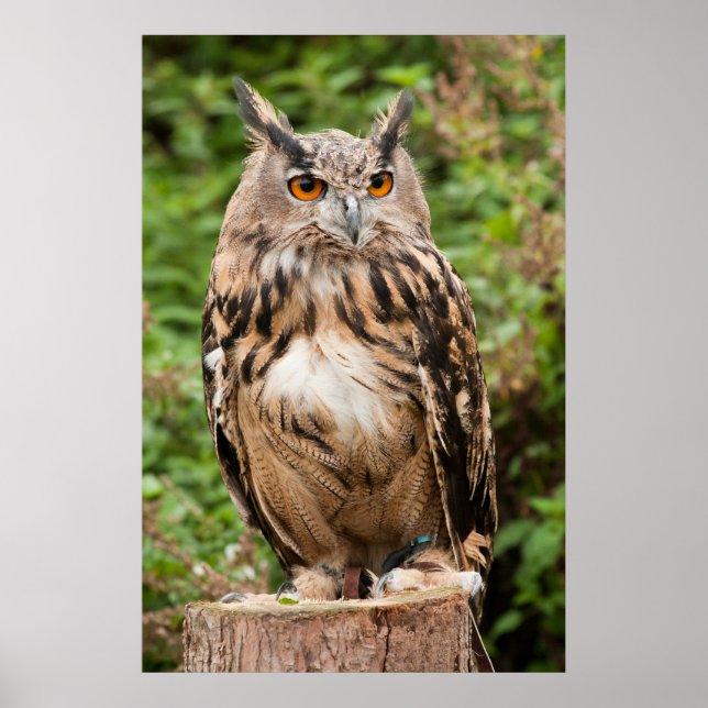 PÔSTER MACKINDER EAGLE OWL (Frente)