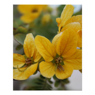 Pôster Macro Bloom de ouro - Fotografia Amarelo de Flor S