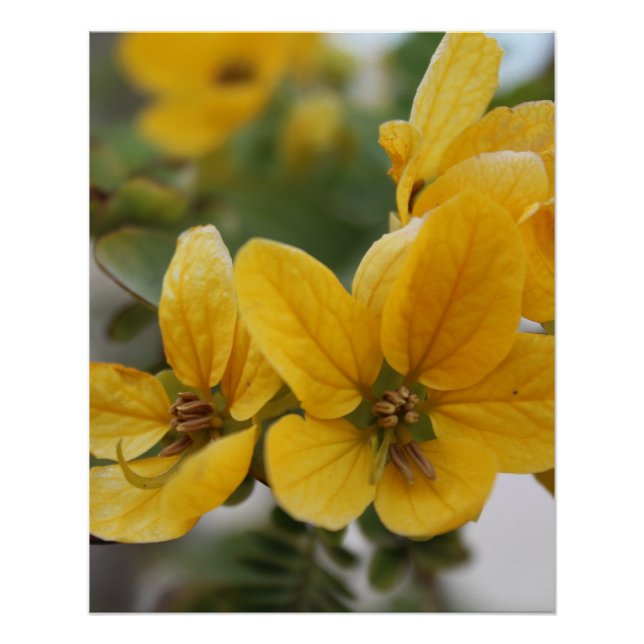Pôster Macro Bloom de ouro - Fotografia Amarelo de Flor S (Frente)