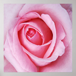 Poster Macro bonito da flor do rosa do rosa