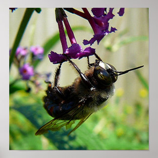 Poster macro Bumblee Bee