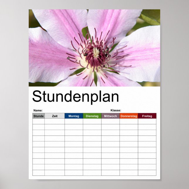 Poster Macro da Clematis branca e roxa (Frente)