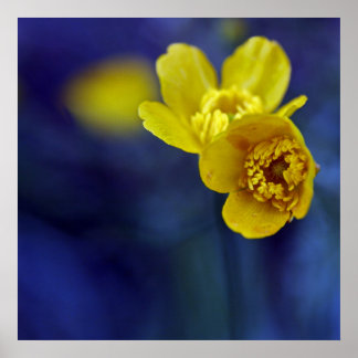 Poster Macro da flor amarela no fundo azul