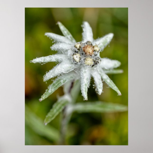 Poster Macro da flor de edelweiss (Frente)