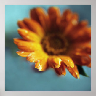 Poster Macro das gotas da flor amarela laranja marigold