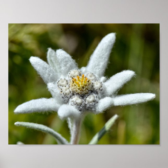 Poster Macro de folha de flores de edelweiss (Frente)