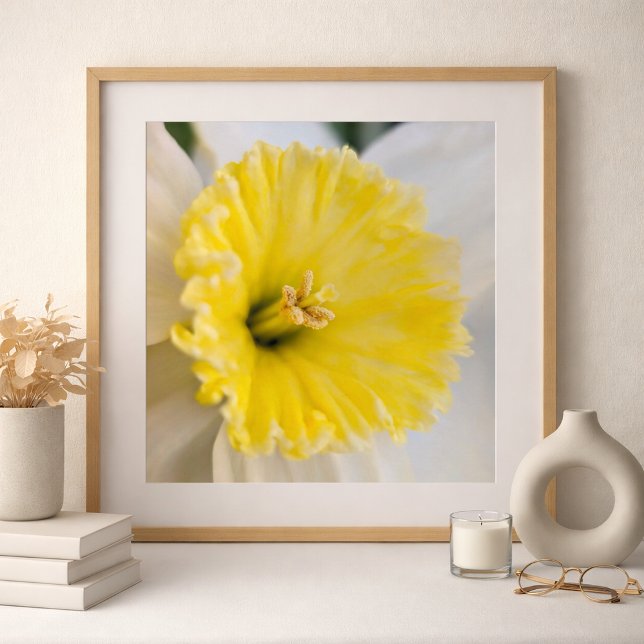 Poster Macro de Perto Fotografia de Flor de Narciso Amare (Daffodil Photography Art By Meggidoo )