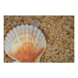 Pôster Macro do Scallop Sea Shell na Areia em Praia