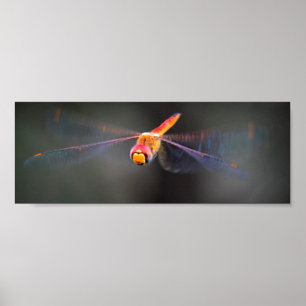Poster Macro Dragonfly em voo