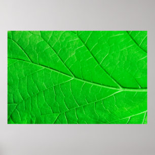 Poster Macro green leaf ecology plant background