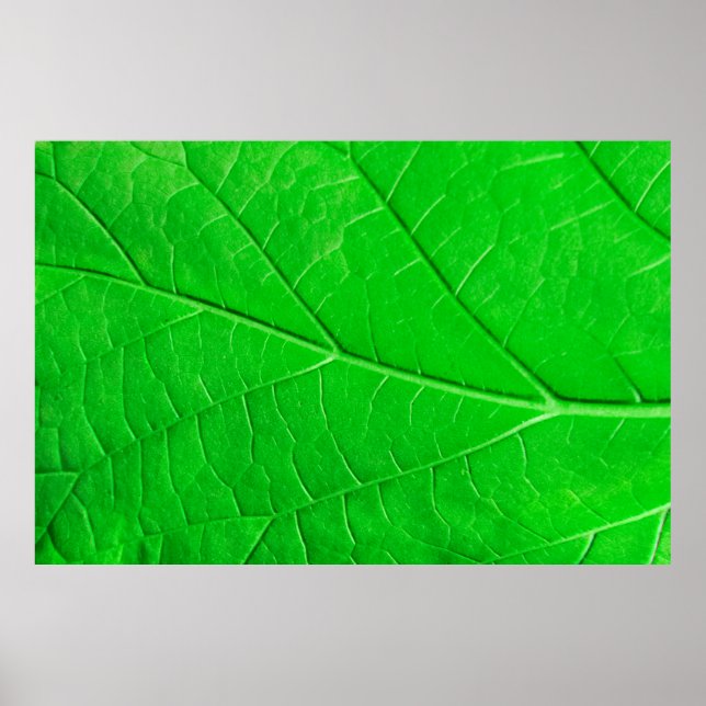 Poster Macro green leaf ecology plant background (Frente)