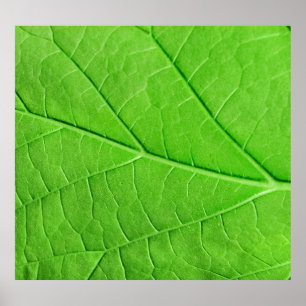 Poster Macro Green Leaf: Planta de Ecologia