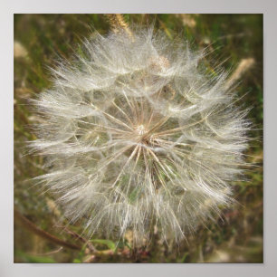Pôster Macro Milkweed Seed Pod