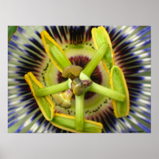 Poster Macro Passion