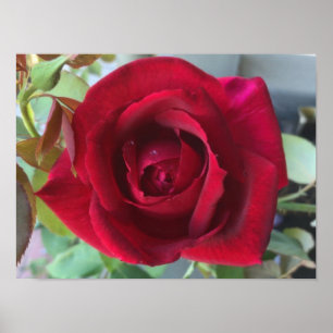 Poster Macro Rosa Vermelha