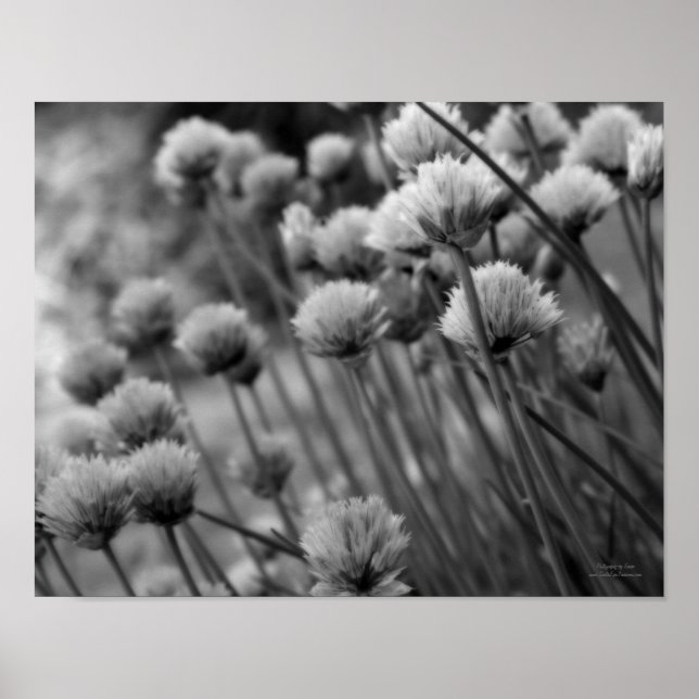 Pôster Macro Scallions Floral Black White Print (Frente)