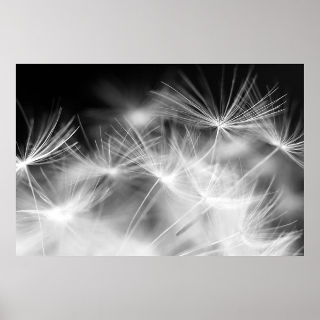 Pôster Macrobeleza Dandelion (Frente)