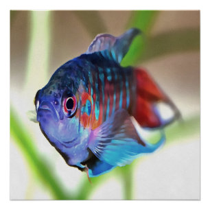 Pôster Macropodus Opercularis Peixes de Aquário