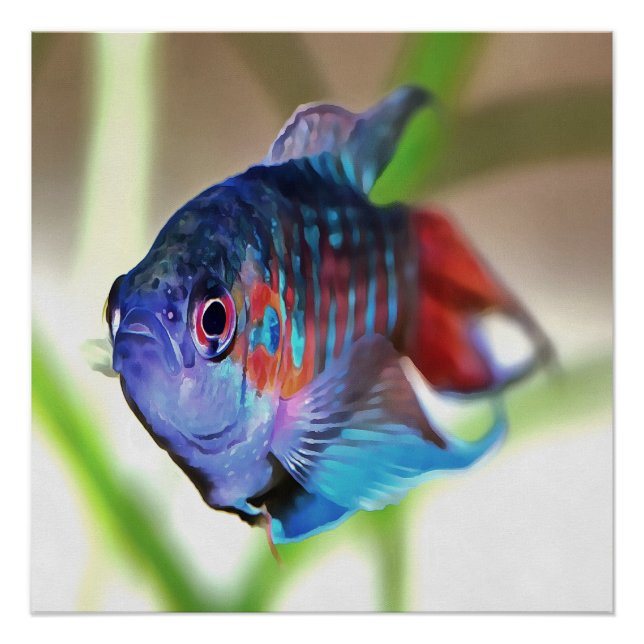 Pôster Macropodus Opercularis Peixes de Aquário (Frente)