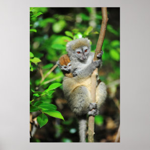 Pôster Madagascar, Andasibe, Ile Lemuriens auxiliar, mãe