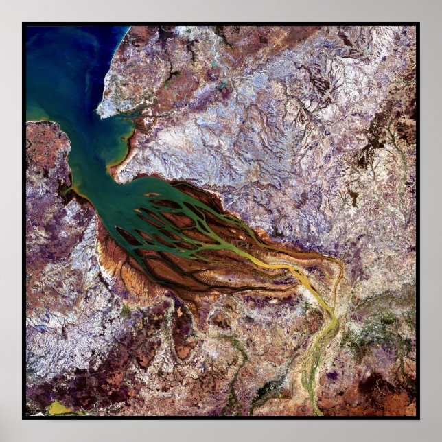 Pôster Madagascar Jellyfish (Frente)