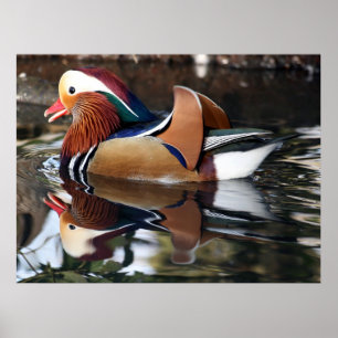 Poster Madarin Duck