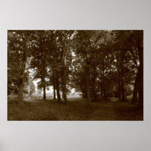 Pôster Madeira, Bute Park Cardiff - Sepia tonada BW