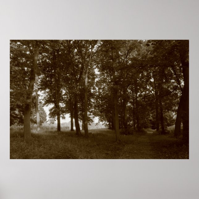 Pôster Madeira, Bute Park Cardiff - Sepia tonada BW (Frente)