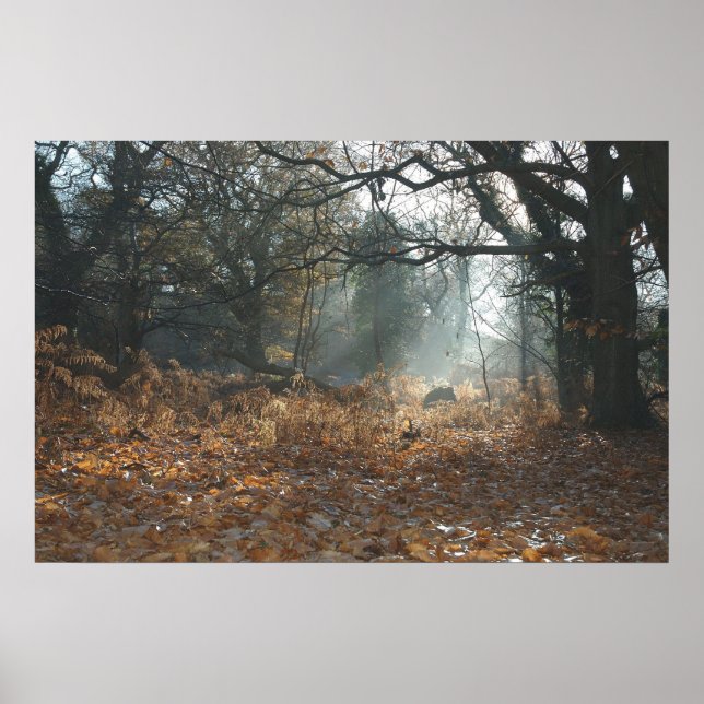 Pôster Madeira da América (Frente)