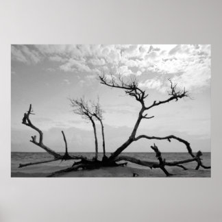 Poster Madeira morto