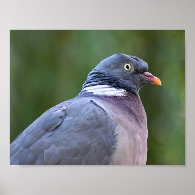 Poster Madeira Pigeon (Frente)