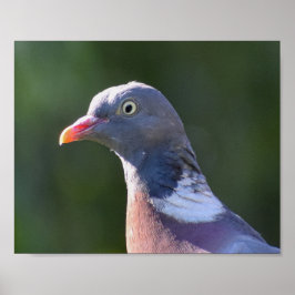 Poster Madeira Pigeon