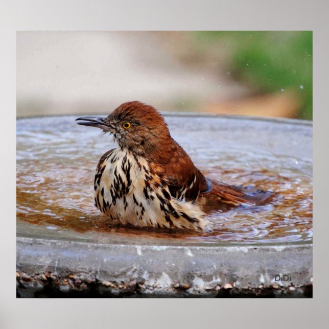 Poster Madeira Thrush (Frente)