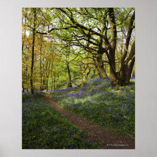 Poster Madeiras do bluebell do primavera