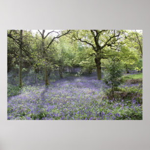Poster Madeiras do Bluebell II