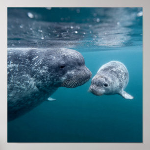 Poster Madre Narwhal & Calf - Primeira Natação no Ártico