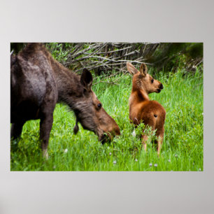 Poster Mãe alerta e bebê de dois alces