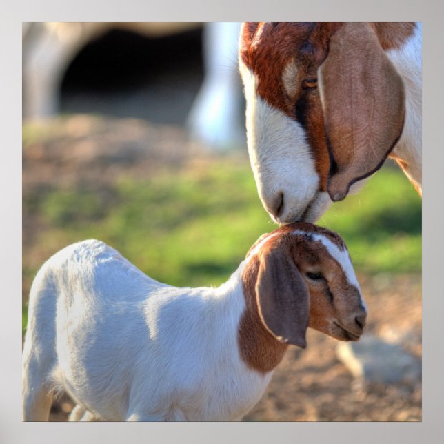 Pôster Mãe Cabra e Bebê (Frente)