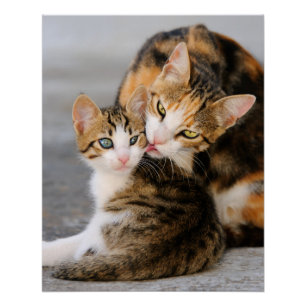 Pôster Mãe Cat Adora Gatinho Bonito, Foto