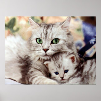 Pôster Mãe Cat & Kitten