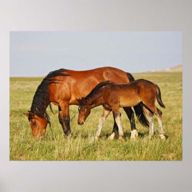 Poster Mãe de cavalo selvagem e potro pastando (Frente)
